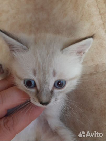 Котенок мальчик