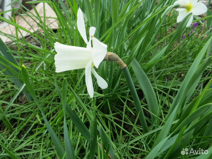 Нарциссы сортовые