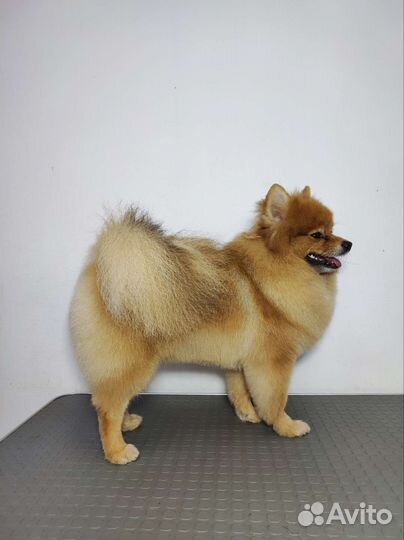 Стрижка собак