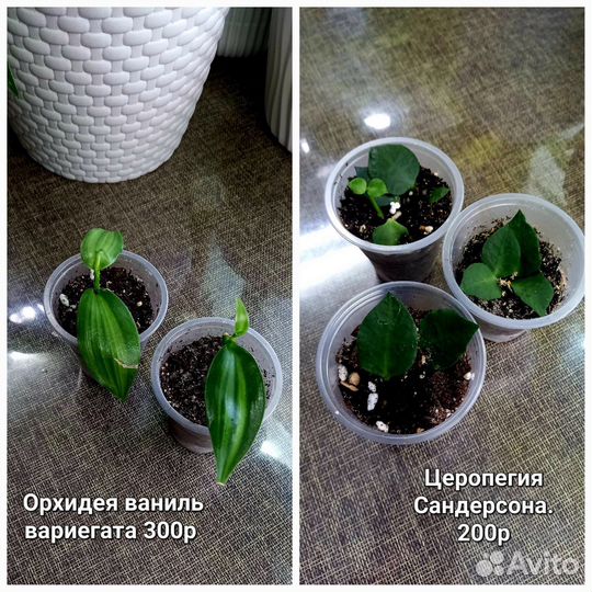 Комнатные цветы