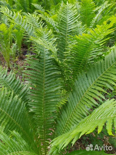 Папоротник ландшафтный дизайн