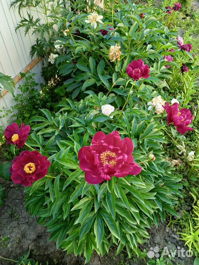 Пион куст цветущий