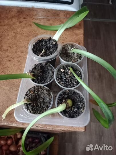 Гиппиаструм