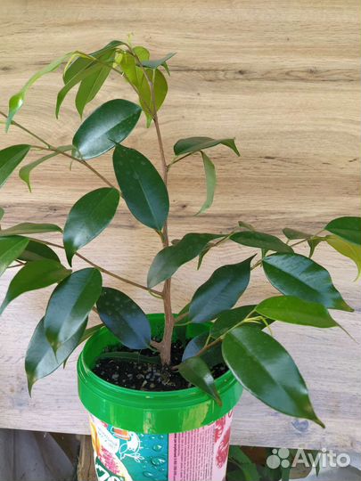 Комнатные растения