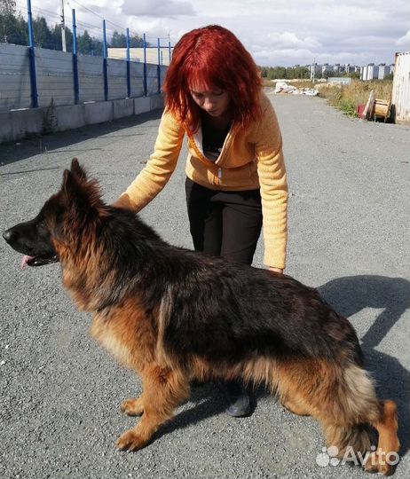 Вязка немецкая овчарка (кобель)