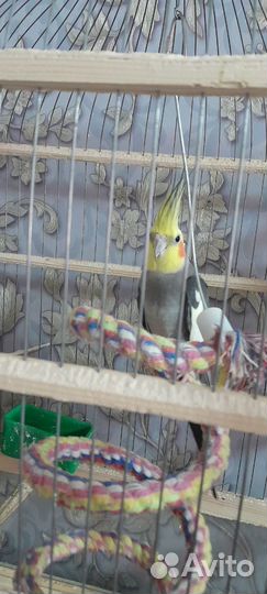 Попугай корелла пара с клеткой
