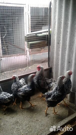 Куры Виадонт