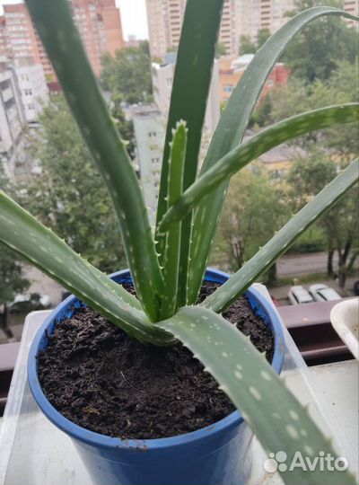 Цветок алоэ Вера