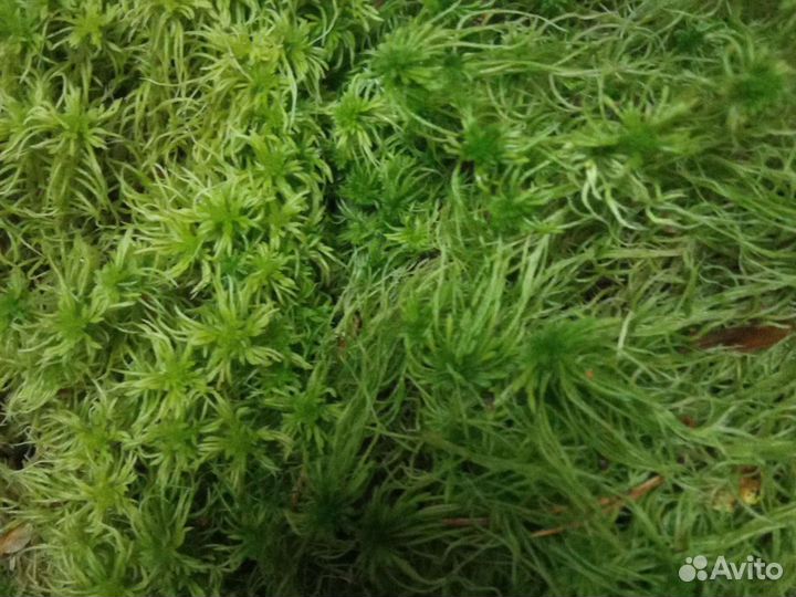 Сфагнум в 1,5 литровых бутылках