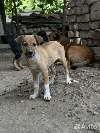 Собака девочка в добрые руки