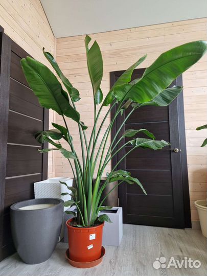 Стрелиция Николая высокая красивая