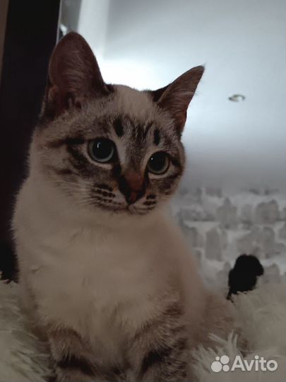 Котята в добрые руки приучены к лотку