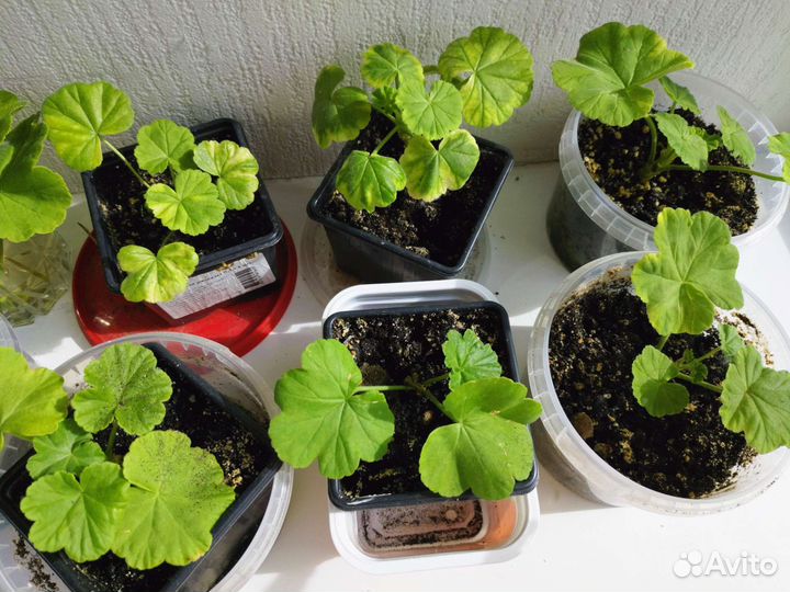 Пеларгония герань