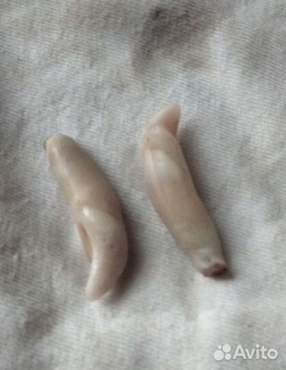 Клыки, зубы волка,когти,кунка, петля имитация