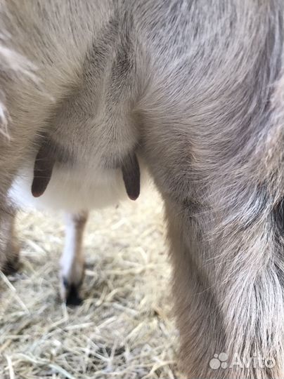 Англо нубийская козочка