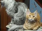 Котятки Мейн-Куны объявление продам