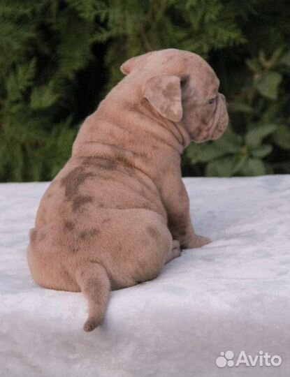 Американский булли