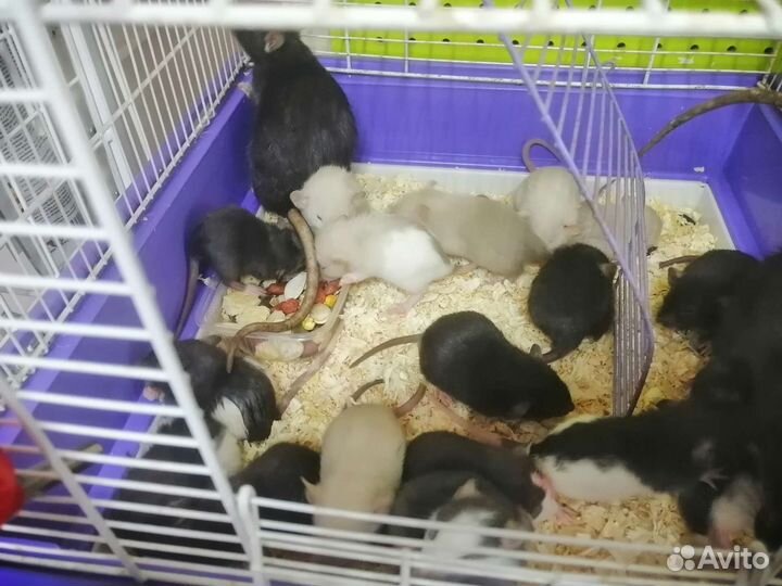 Крыса дамбо