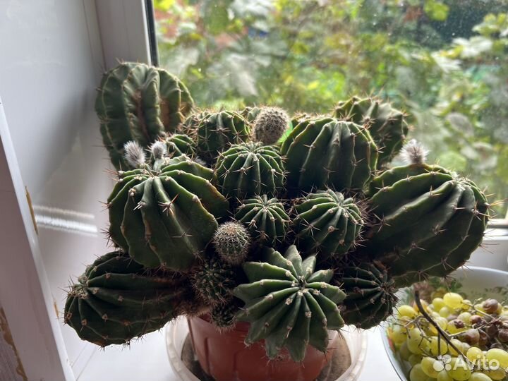 Кактус цветущий