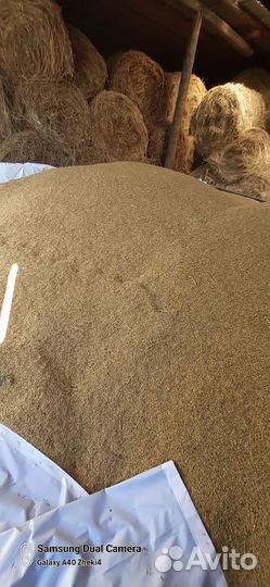 Сено зерно ячмень 10р