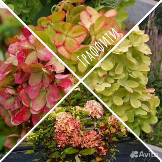 Самые красивые гортензии - карлики (2)