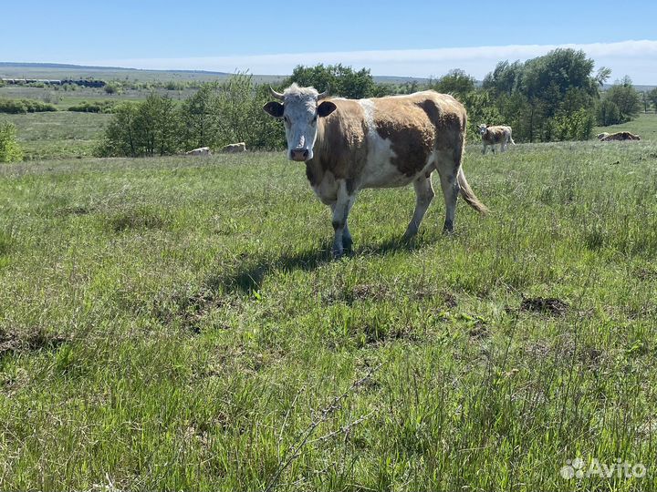 Молочная порода крс