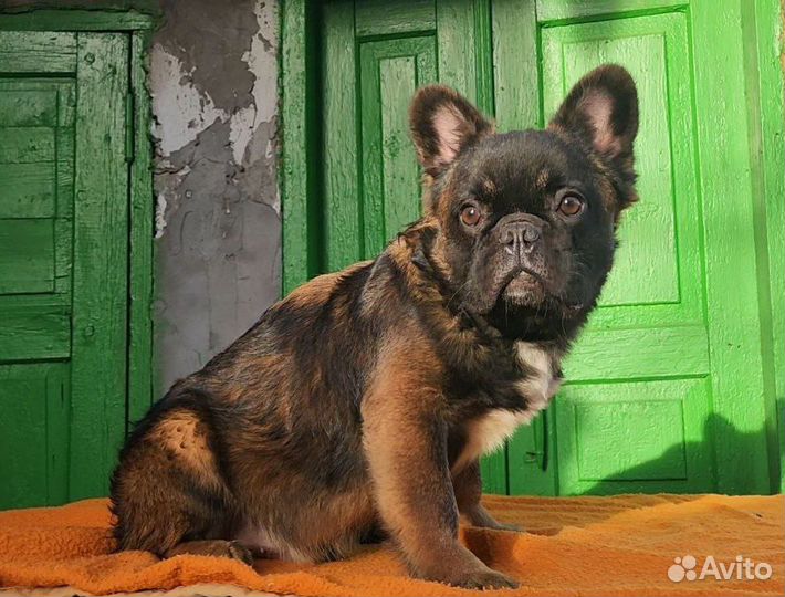 Мальчики бульдоги флаффи, 6 месяцев