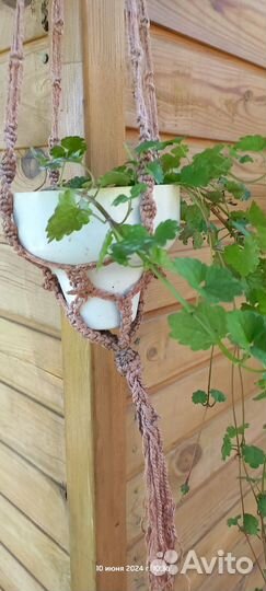 Будра и вербейник (лизимахия) ампельные