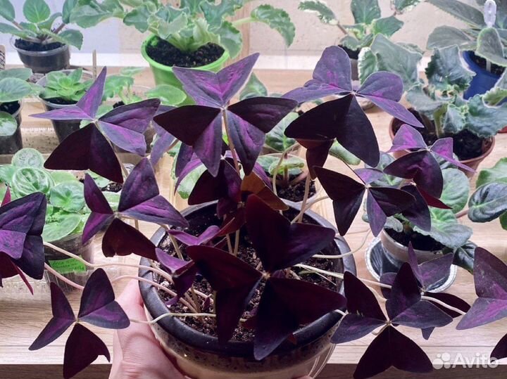 Кислица Оксалис