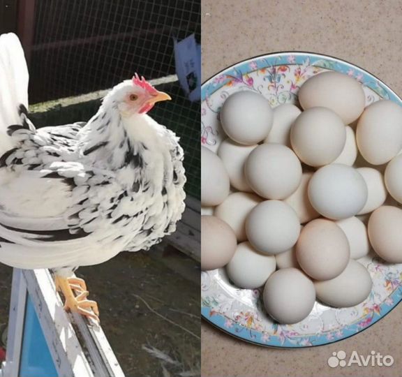 Яйца кур легорн далматинец