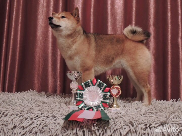 Вязка Сиба кобель 6 лет. г. Пермь