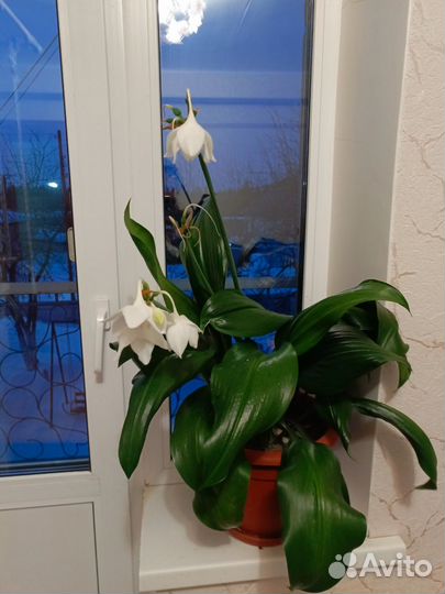 Большой комнатный цветок Амазонская Лилия