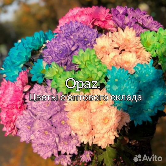 Хризантема кустовая крашеная