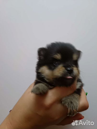 Померанский шпиц