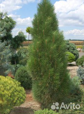 Хвойные растения (сосны)