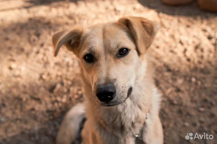 Собачка в добрые руки