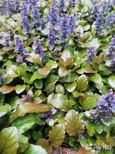 Живучка ползучая (аюга)