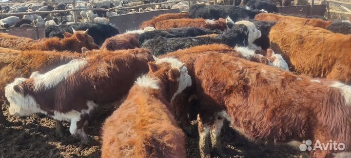 Продам быков, тёлок 70 голов