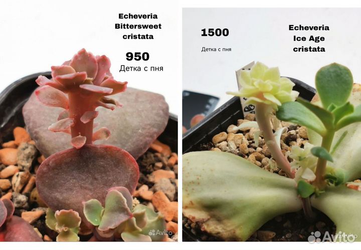 Echeveria кристаты и кустовые