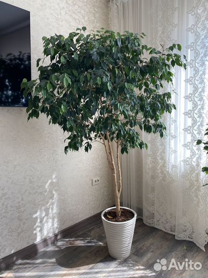 Фикус бенджамина