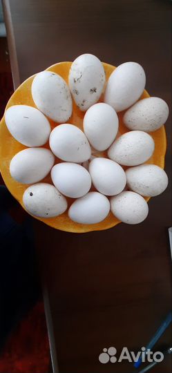 Яйца индюшиные