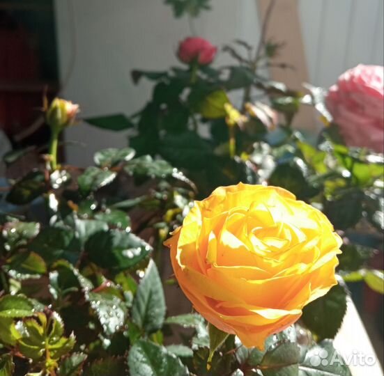 Роза в горшке