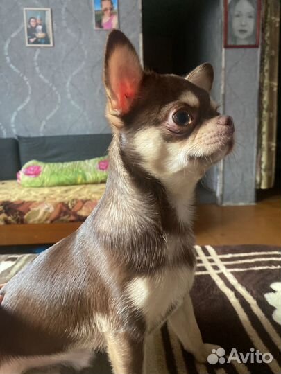 Вязка кобель чихуахуа