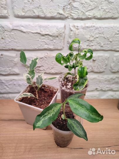 Комнатные цветы фикусы