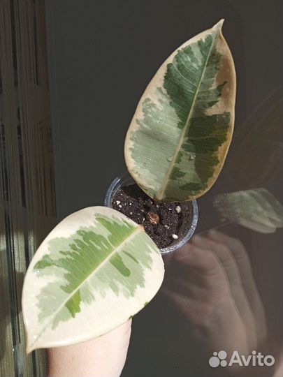 Растения разные