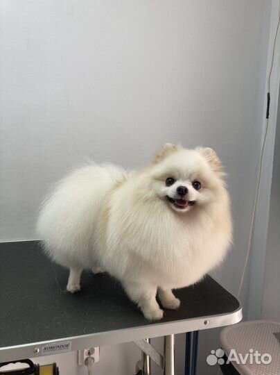 Стрижка и груминг собак и кошек