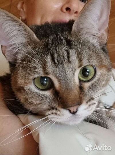 Котомама найдись