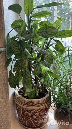 Растение шеффлера