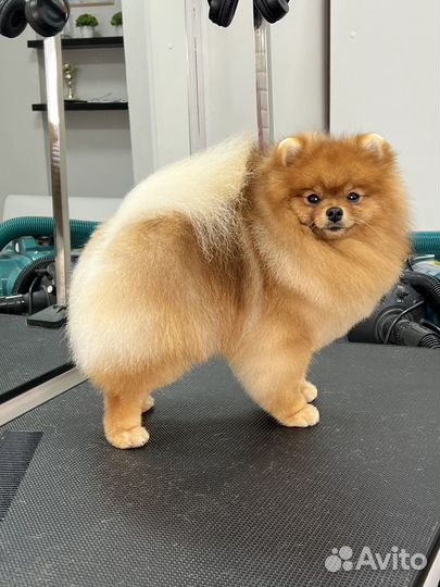 Породный груминг (стрижка) собак породы шпиц