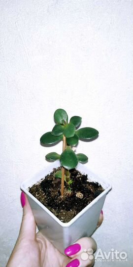 Суккуленты 1